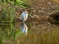 Garcilla bueyera - Bubulcus ibis - Garceta bouera
