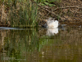 Garcilla bueyera - Bubulcus ibis - Garceta bouera