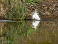 Garcilla bueyera - Bubulcus ibis - Garceta bouera