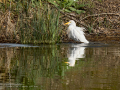Garcilla bueyera - Bubulcus ibis - Garceta bouera