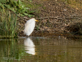 Garcilla bueyera - Bubulcus ibis - Garceta bouera