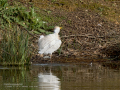 Garcilla bueyera - Bubulcus ibis - Garceta bouera