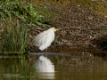 Garcilla bueyera - Bubulcus ibis - Garceta bouera