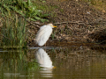 Garcilla bueyera - Bubulcus ibis - Garceta bouera