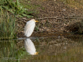Garcilla bueyera - Bubulcus ibis - Garceta bouera