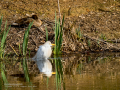 Garcilla bueyera - Bubulcus ibis - Garceta bouera