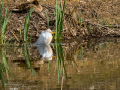 Garcilla bueyera - Bubulcus ibis - Garceta bouera