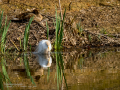 Garcilla bueyera - Bubulcus ibis - Garceta bouera