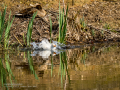 Garcilla bueyera - Bubulcus ibis - Garceta bouera