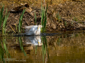 Garcilla bueyera - Bubulcus ibis - Garceta bouera