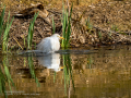 Garcilla bueyera - Bubulcus ibis - Garceta bouera
