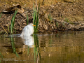 Garcilla bueyera - Bubulcus ibis - Garceta bouera