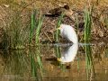 Garcilla bueyera - Bubulcus ibis - Garceta bouera