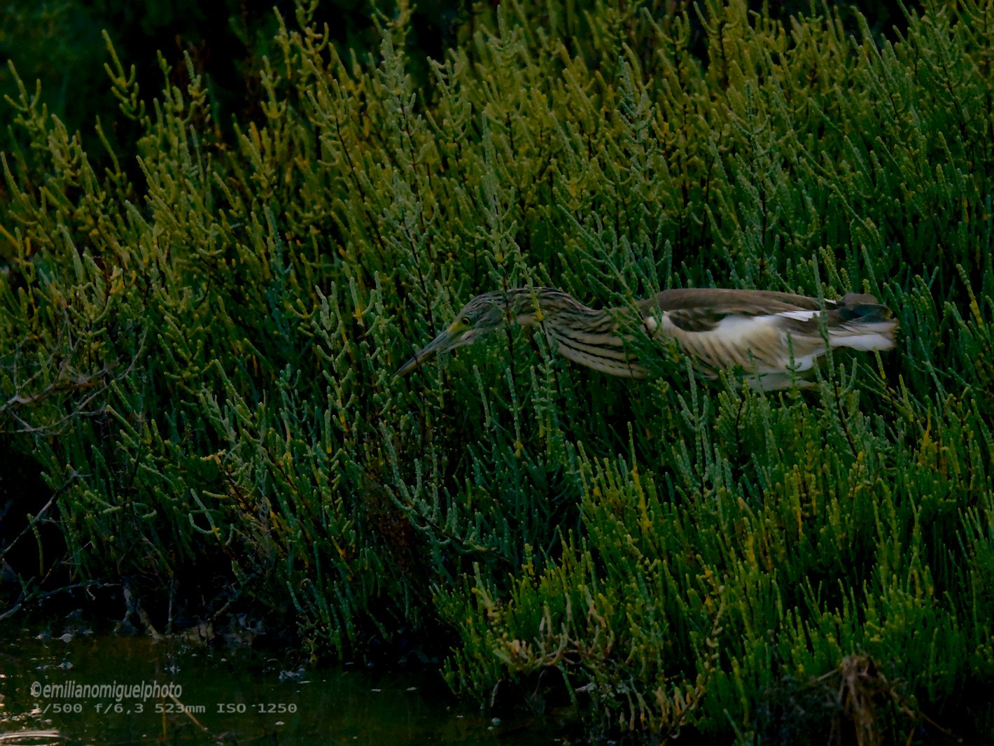Garcilla Cangrejera - Ardeola ralloides - Martinet ros comú