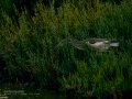 Garcilla Cangrejera - Ardeola ralloides - Martinet ros comú