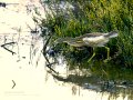 Garcilla Cangrejera - Ardeola ralloides - Martinet ros comú