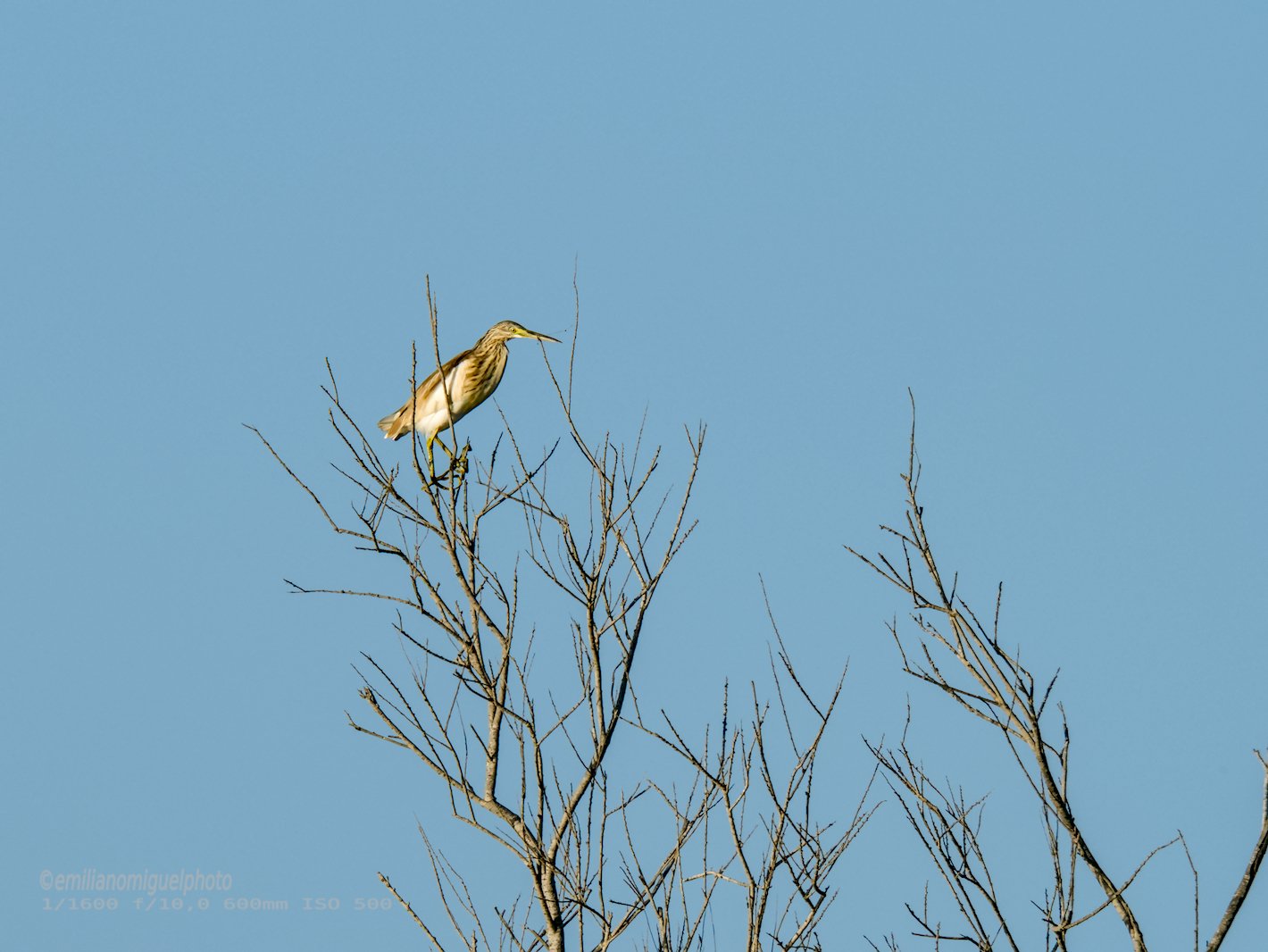 Garcilla Cangrejera - Ardeola ralloides - Martinet ros comú