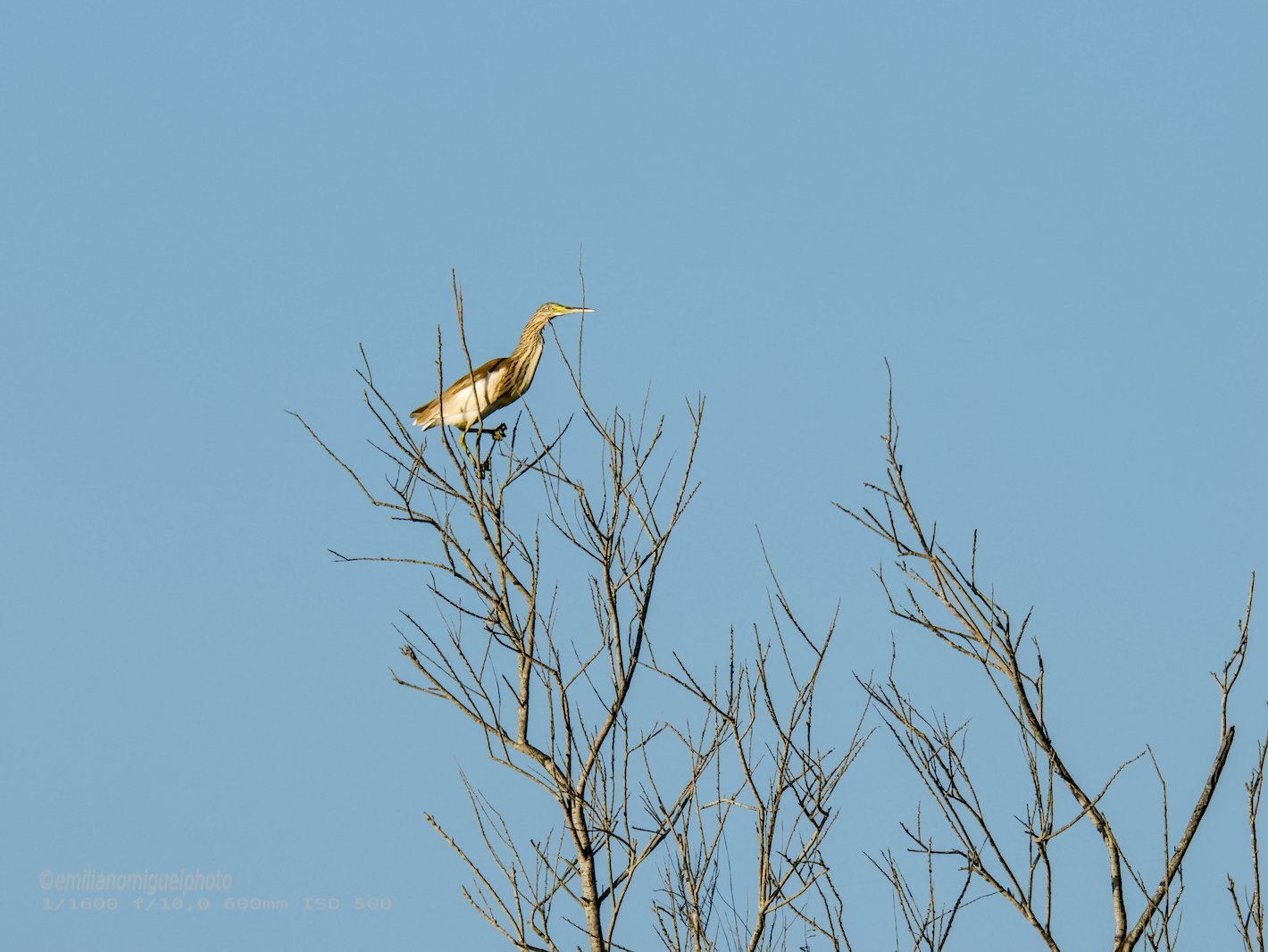 Garcilla Cangrejera - Ardeola ralloides - Martinet ros comú
