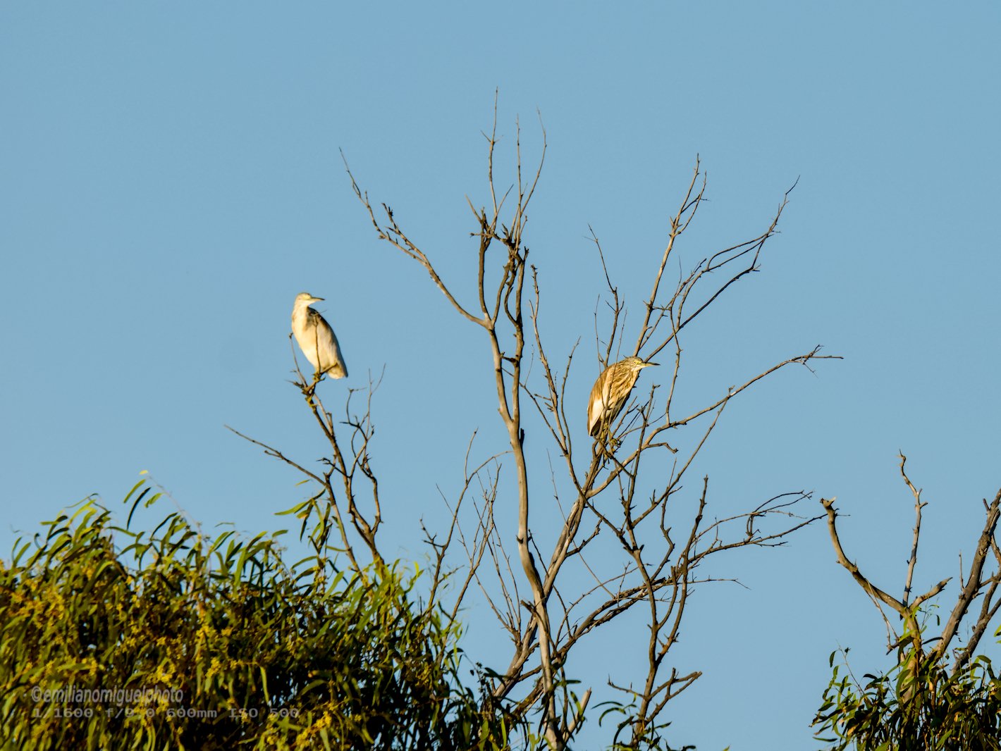 Garcilla Cangrejera - Ardeola ralloides - Martinet ros comú