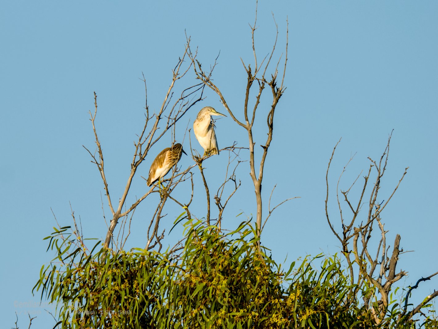 Garcilla Cangrejera - Ardeola ralloides - Martinet ros comú