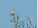 Garcilla Cangrejera - Ardeola ralloides - Martinet ros comú