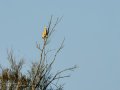 Garcilla Cangrejera - Ardeola ralloides - Martinet ros comú