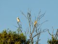Garcilla Cangrejera - Ardeola ralloides - Martinet ros comú