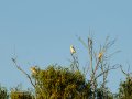 Garcilla Cangrejera - Ardeola ralloides - Martinet ros comú
