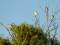 Garcilla Cangrejera - Ardeola ralloides - Martinet ros comú