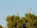 Garcilla Cangrejera - Ardeola ralloides - Martinet ros comú