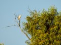 Garcilla Cangrejera - Ardeola ralloides - Martinet ros comú