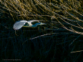 Garza azulada - Ardea herodias - Bernat americà