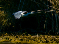 Garza azulada - Ardea herodias - Bernat americà