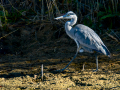 Garza azulada - Ardea herodias - Bernat americà