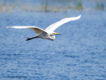 Garza Blanca - Ardea alba - Agró blanc
