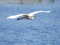 Garza Blanca - Ardea alba - Agró blanc