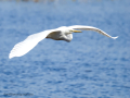 Garza Blanca - Ardea alba - Agró blanc