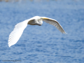 Garza Blanca - Ardea alba - Agró blanc