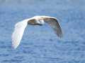 Garza Blanca - Ardea alba - Agró blanc