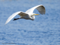 Garza Blanca - Ardea alba - Agró blanc