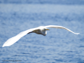 Garza Blanca - Ardea alba - Agró blanc