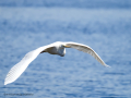 Garza Blanca - Ardea alba - Agró blanc