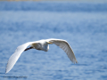 Garza Blanca - Ardea alba - Agró blanc