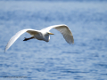 Garza Blanca - Ardea alba - Agró blanc
