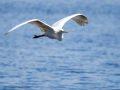 Garza Blanca - Ardea alba - Agró blanc