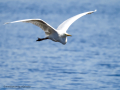 Garza Blanca - Ardea alba - Agró blanc