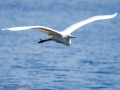 Garza Blanca - Ardea alba - Agró blanc