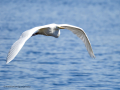 Garza Blanca - Ardea alba - Agró blanc
