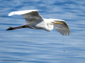 Garza Blanca - Ardea alba - Agró blanc