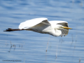 Garza Blanca - Ardea alba - Agró blanc